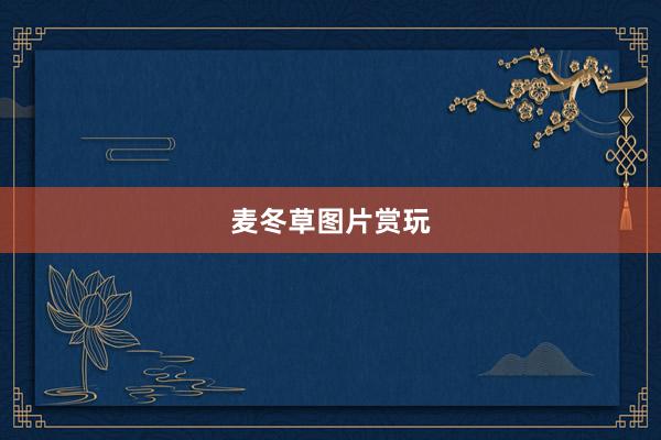 麦冬草图片赏玩